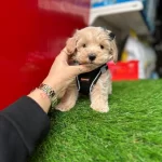Maltipoo Üst Kalite Yavrular