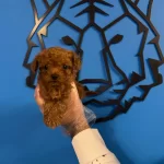 Kore Red Browne Tea Cup Toy Poodle