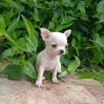 Saglik Ve Orjin Konusun Da Yasal Sorumlulugumuzu Biliyoruz