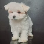 Teacup Maltese Bebekler