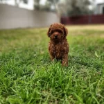 Minyatur Kore Redbrovn