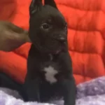 Cane Corso Bebekler Siyah Ve Mavi