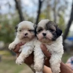 Shihtzu Bebeklerimiz Sizi Bekliyor