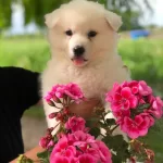 Ayı Surat Samoyed Bebekler