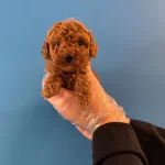 Red Browne Kore Tea Cup Toy Poodle Yavruları