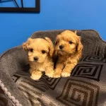 En Sevi̇mli̇ Malti̇poo Yavruları