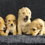 Full Egitimli Poodle Bebekler