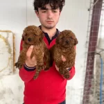 Red Toy Poodle Yavrular