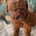 Original 2 Aylik Korekan Toy Poodle Yavruları