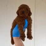 Red Brown Secereli Orjinal Toy Poodle Yavrular
