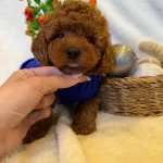 Akil Kupu Red Brown Oglumuz Simba