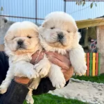 Cin Aslanı Bebeklerimiz