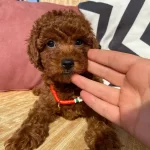 Safkan Irk Garantili Toy Poodle Yavrular
