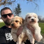 Safkan Irk Garantili Maltipoo Yavrularımız