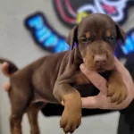 Safkanlık Garantili Doberman Yavrularımız