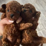 Resmi Isletmeden Kore Toypoodle Yavruları