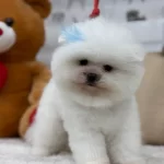 Efsane Tedy Pomeranian Boo