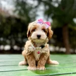 Mini Maltipoo Sevimli Yavrular