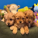 Bebek Yuzlu Cok Ozel Maltipoo Bebeklerimiz