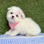 Maltese Terrier En Mini Boy Yavrularımız