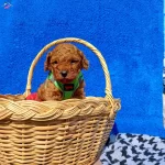 Dikkat Oyuncak Degildir