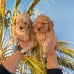 Resmi Isletmeden F1 Maltipo Yavruları