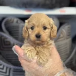 Irk Garantili Maltipoo Yavrularımiz