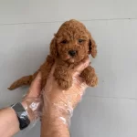 Oyuncak Surat Toy Poodle Bebeklerimiz