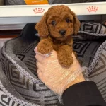 Kore Red Browne Gercek Toy Poodle Yavruları