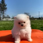 Pomeranian Bebekler