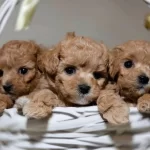 Mini Sevimli Maltipoo Bebekler