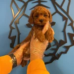 Gercek Toy Poodle Red Brown Bebekler