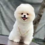 Biblo Pomeranian Boo Yavrularımiz