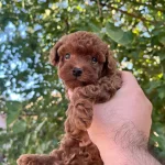 Mocha Tadında Seker Bebekler