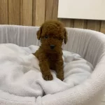 Essiz Guzellik Show Kalite