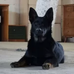 Super Working Line Yavrumuz