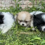 Pom Pom Pomeranian Yavrularımız