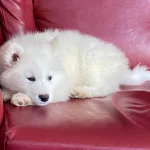 Irk Ve Saglık Garantili Samoyed Bebekler
