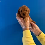 Oyuncak Surat Red Toy Poodle Yavrularımiz