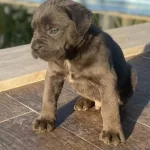 Dev Italiano Cane Corso Yavrular