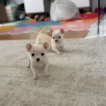 Teacup Garantili Chihuahua Bebeklerimiz
