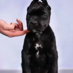 Safkan Black Cane Corso Yavrularımiz