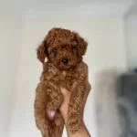 Kore Toy Poodle Bebeklerim Elden Ege Bolgesi