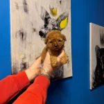 Gercek Tea Cup Toy Poodle Bebeklerimiz