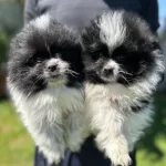 Suslu Pomeranian Boo Bebisler