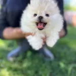 Cuce Sevimli Kartonu Pomeranian Yavrumuz