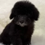 Silver Poodle Yavrularımız