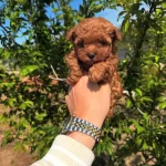 Redbrown Tea Cup Toy Poodle Yavrularımiz Hazirdir