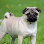 Pug Mops Irk Ve Saglik Garantili