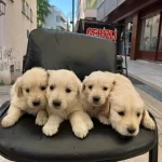 Golden Irk Ve Sağlik Garanti̇li̇